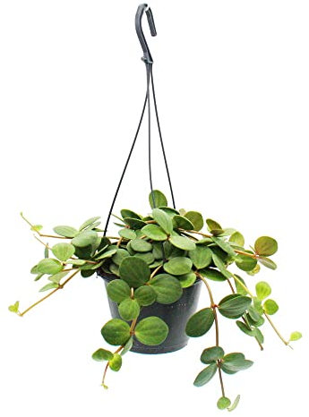 Exotenherz - Zimmerpflanze zum Hängen - Peperomia tetraphylla - hängender Zwergpfeffer - 14cm Ampel