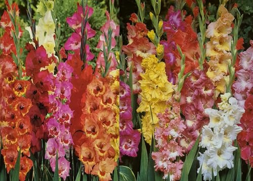 Blumenhandel Ullrich Premium Gladiolen Mischung aus verschiedener Arten und Sorten Blumenzwiebeln (50 Zwiebeln) Angebot