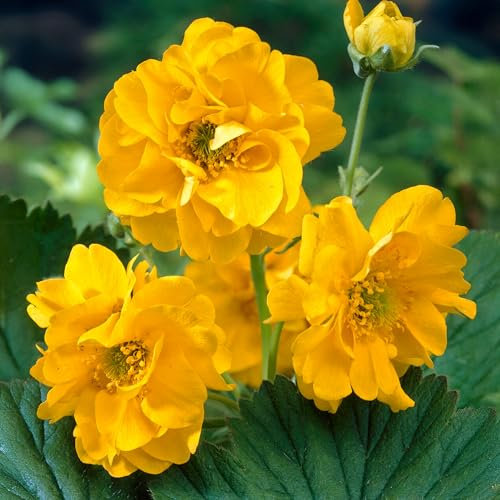 Geum Lady Stratheden - Real Outdoor Plants - Hardy Perennial Garden Plant - Live Plant for Summer Borders, Bedding, Patio Pots - Yellow Flowering for UK Gardens (9cm Pot, 10-20cm)