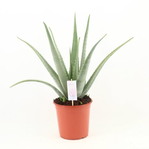 Aloe Vera P24, Pflanze Enthält Robust, Pflegeleicht, Zimmerpflanze, Luftreinigend, Für Wohnzimmer Büro, Grün, Ø24cm, 70cm