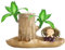 Planta De Madera Brasileña - Planta De Madera Brasileña Lucky | Lucky Wood Plantas En Maceta Madera Brasileña, Madera Hidropónica De La Suerte | Planta De Escritorio De Interior, Madera De Brotes Puri