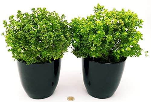 POWERS TO FLOWERS - BASILICO GRECO BIO, VASO 13CM, 2 PIANTE, piante vere