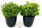 POWERS TO FLOWERS - BASILICO GRECO BIO, VASO 13CM, 2 PIANTE, piante vere