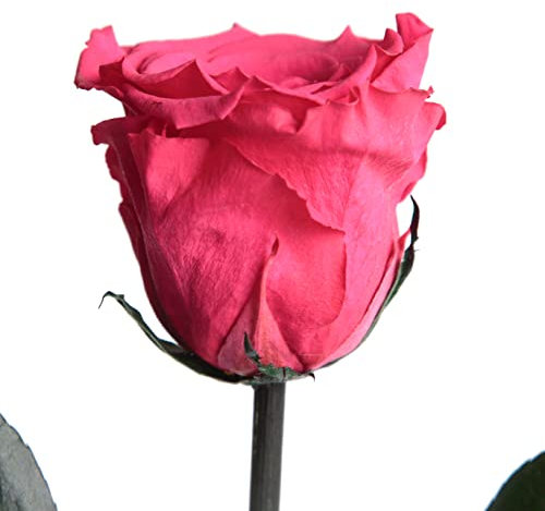 Ewige Rose Pink mit Stiel - echte Rose Fuchsia 30-35cm lang - haltbar 3 Jahre konservierte Rose für Blumenvase Tisch in Dekoration Wohnung modern - Beste Freundin Geschenke (Magenta)