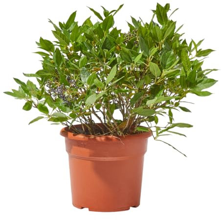 Verdecora Durillo en maceta 10L | Viburnum tinus | Planta de Interior y Exterior | Arbusto Natural | Follaje Persistente y Flores Fragantes | Ideal para Decoración y Setos