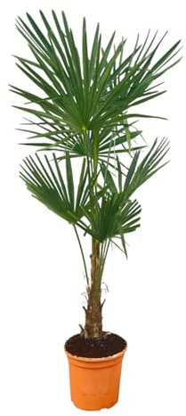 Trendyplants Trachycarpus Fortuneii, altezza 140-160 cm, resistente all'inverno, palma ventaglio cinese, pianta da giardino, diametro 27 cm