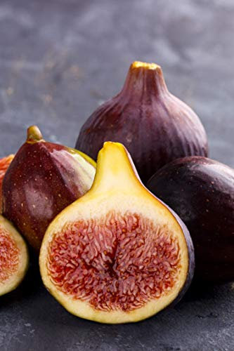 pianta di Fico albero di fico varietà Brogiotto Nero Età 2 anni pianta vera di fichi in vaso venduta da eGarden.store