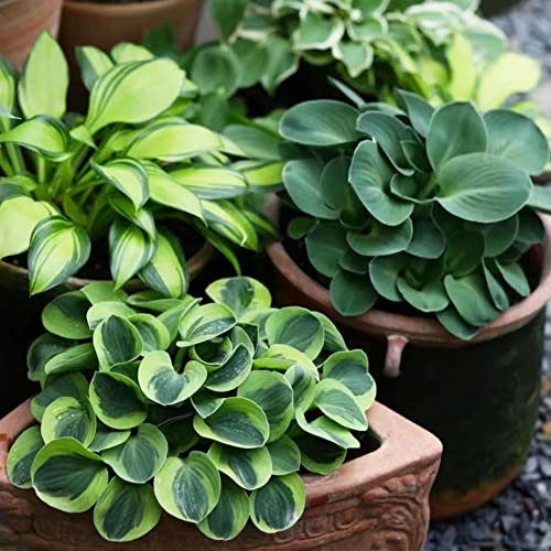 80 Stück samen hosta pflanze winterhart mix funkien - Seltene Pflanzen serie - blumenmischung deko pflanzen blumensamen gastgeschenk ausgefallene geschenke wildblumensamen
