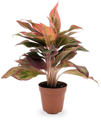 Aglaonema Crete Flame - Chinese Evergreen 30cm (12cm Nursery Pot)