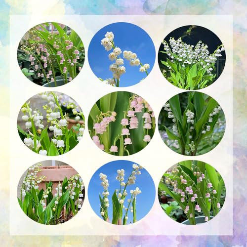 8 pcs maiglöckchen zwiebeln, topfpflanzen echt frühjahrsblüher maiglöckchen pflanze Knollen - Convallaria majalis - deko pflanzen, indoor plants for living room gartengeschenke, winterharte