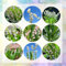 8 pcs maiglöckchen zwiebeln, topfpflanzen echt frühjahrsblüher maiglöckchen pflanze Knollen - Convallaria majalis - deko pflanzen, indoor plants for living room gartengeschenke, winterharte