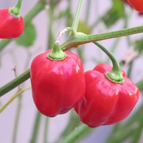 Habanero Karibik Chili Pfeffer Samen - Extra Scharfe Qualität Heirloom Saatgut
