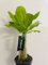 Brighamia Insignis, Palma Hawaiana, pianta tropicale, Fiori profumati con petali carnosi di colore bianco crema.