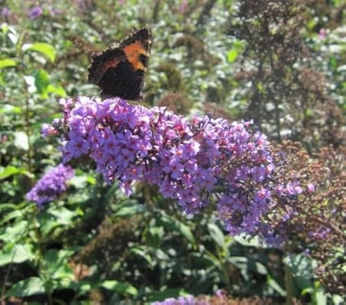 Schmetterlingsflieder Camberwell Beauty - Buddleja davidii - Sommerflieder - duftend (60-80)