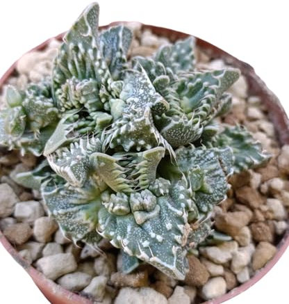 Faucaria tigrina pianta grassa fiore giallo succulenta Aziolaceae Tiger Jaws