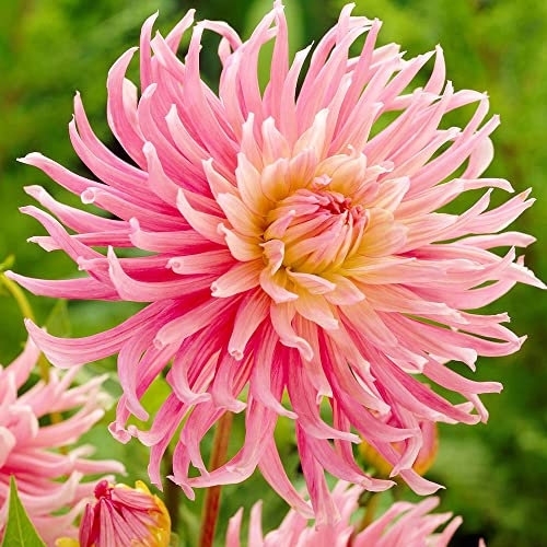 schone 1 x Xtra Large Dahlia Cactus Stars Favourite – Spiky Petal Blooms – Charming Perennial – Summer Flowering Bulb – for Your Beautiful Garden