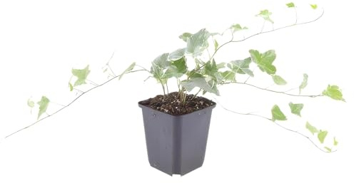 Trendyplants - Hedera Helix Glacier, 6 unidades, hiedra colorida, resistente al invierno, altura 20 – 30 cm, tamaño de maceta de 9 cm de diámetro