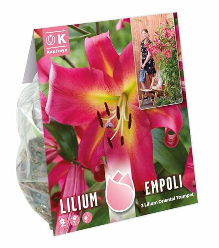 3 x Lilium Oriental Trumpet Empoli – Lovely Pink Summer Flowering Bulbs (Plant March to April for June Flowering)