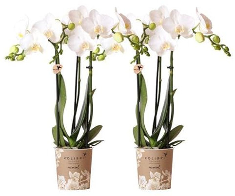 Weiße Phalaenopsis Orchideen – Amabilis – 2 Pflanzen – Blühende Zimmerpflanze Ø9cm – Multiflora-Orchidee mit 2–3 Zweigen