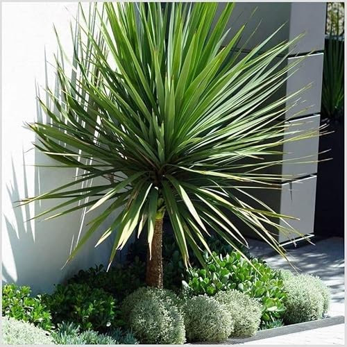 GrowOn Shrubs [x2] Cordyline 'Australis' Cabbage Palm Tree | Multi-Pack | Evergreen Perennials | Outdoor Garden Ready Plants | Summer Flowering | Cream Flowers