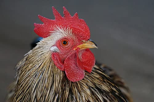 hansepuzzle 34888 - Huhn Puzzle 2000 Teile - Tierwelt Motiv mit hochwertiger Aufbewahrung: Kartonbox und wiederverschließbarem Beutel - Format 90 × 60 cm
