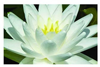 Lincolnshire Pond Plants Ltd - Perrys Double Water Lily - Live Water Plant Aquatic Pond Lake Marginal - Loose