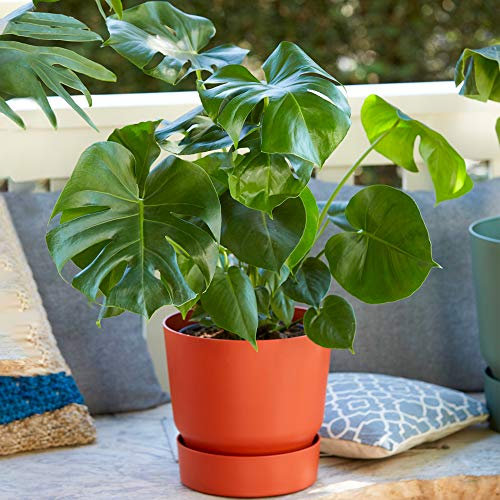 1 x Monstera Pianta del Formaggio Svizzero in Vendita | Perfetta per Casa o Ufficio | 40-50cm