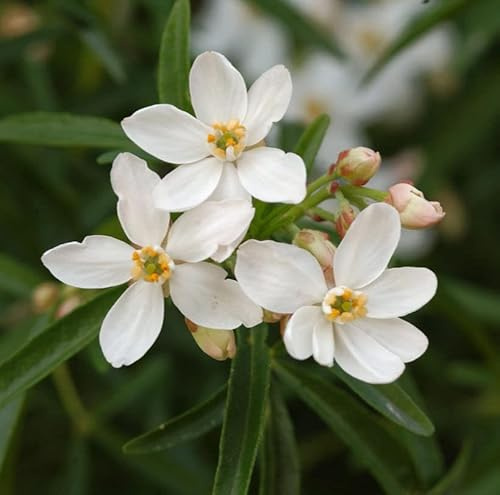 Orangenblume Aztec Pearl 30-40cm - Choisya ternata - lebende Gartenpflanze aus den Baumschulen