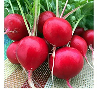 Seeds. 50 PC Rainbow Cherry-Belle, Bonsai Cherry Ravanello organic vegetables, strong adaptability, rich nutrition, bonsai plant for Gard: 4