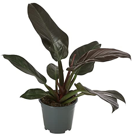 Dehner Baumfreund, Philodendron erubescens, verschiedene Sorten, 50-60 cm, Ø 14 cm, Zimmerpflanze