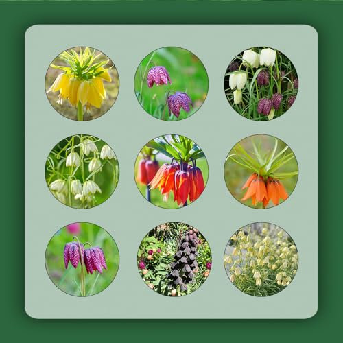 8 pcs kaiserkronen - zwiebeln plants blumenzwiebel winterharte stauden mehrjährig zwiebel kaiserkrone,Fritillaria, blumenzwiebeln mehrjährig winterhart kleine geschenke zwiebel wildblumen