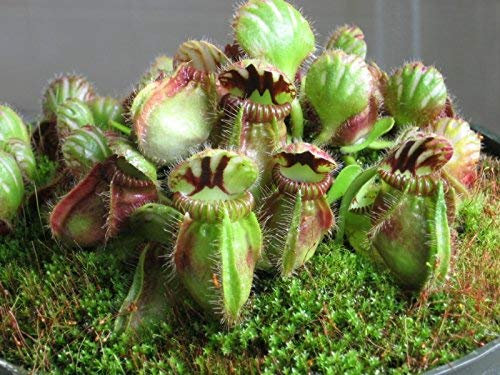 Cephalotus Folliculari carnivore MOLTO RARO australiano Pitcher Plant Seeds 3