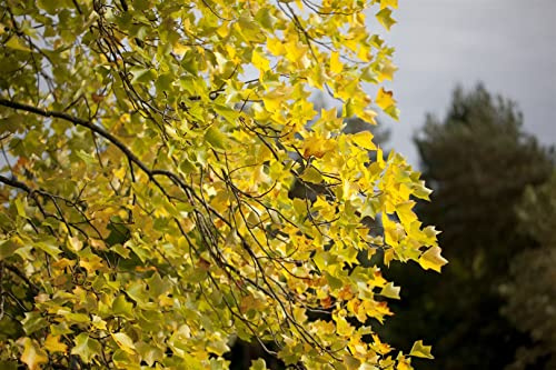 Liriodendron tulipifera 100–125 cm – Winterhart, Mehrjährig & Pflegeleicht – Tulpenbaum – Solitärbaum für Garten & Vorgarten