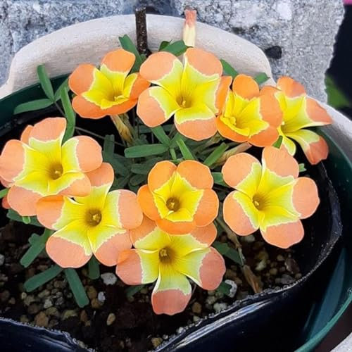 Oxalis zwiebeln,winterharte pflanzen,oxalis triangularis pflanze,Oxalis Pflanze Zwiebeln Winterhart MehrjäHrig,oxalis knollen,oxalis versicolor zwiebeln,Pflanzen in Top Qualität.-15zwiebeln-E