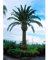 50 kanarische Dattelpalme Samen, Phoenix canariensis