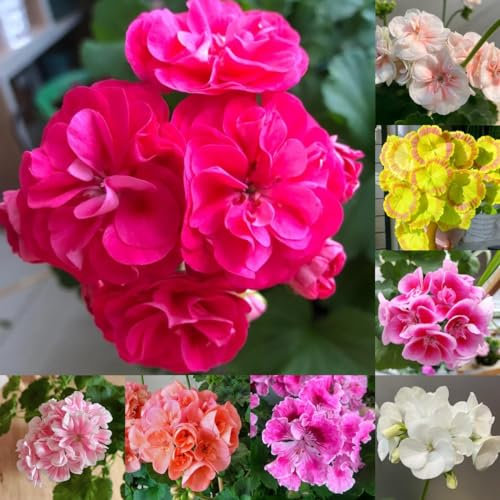 200 pz Semi di geranio pendenti - Pelargonium hortorum, gerani
