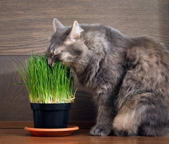4 Fresh Live Cat Grass | A Taste of the Outdoors for Indoor Cats | Ready to Eat | Grown in the UK | Aids Digestion & Hairballs | By Cat Mommy