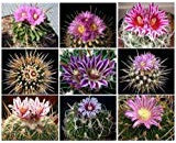 50 Samen Echinofosulocactus Mixed Variety Mix Stenocactus Gehirn Cactus Rare Seed