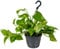 Bloomique - Scindapsus Aureum - Efeutute - Hängepflanze - Zimmerpflanzen - Kletterpflanzen für drinnen - Pflegeleicht - Luftreinigend - Höhe 20-30 cm - Topf 17 cm