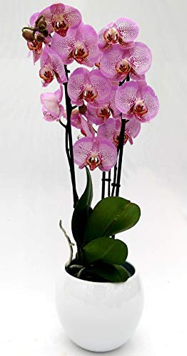 POWERS TO FLOWERS - ORCHIDEA PHALAENOPSIS ROSA PUNTINATO, 3 STELI, VASO 13CM, IN VASO CERAMICA BIANCO SFERICO, Pianta Vera
