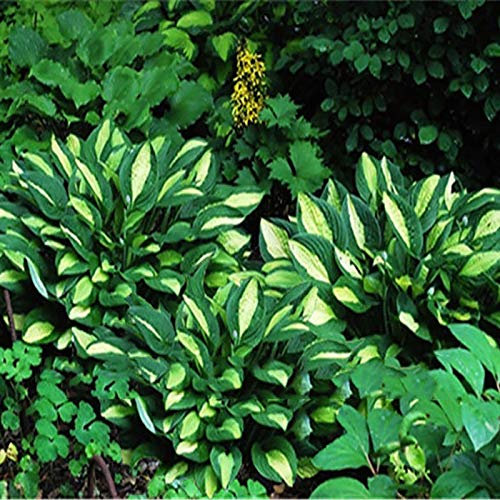 TOYHEART Premium Blumensamen, 1 Beutel Hosta Seeds Aesthetic Easy Grow 3 Farben Natürliche Blumensamen Für Den Garten Grün