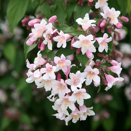 Plant Theory Pink Cloud Beauty Bush Kolkwitzia Amabilis Shrub Plant 2L Pot