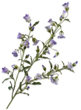 Silk-ka Künstliche Blume – Seidenblumen, Campanula-Zweig, Flieder, 112 cm
