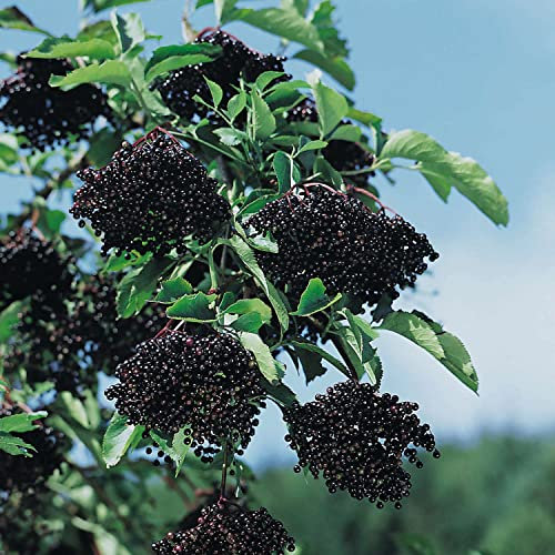 Schwarzer Holunder 'Riese aus Vossloch' Sambucus nigra winterhart Nahrungsquelle für Vögel, Insekten