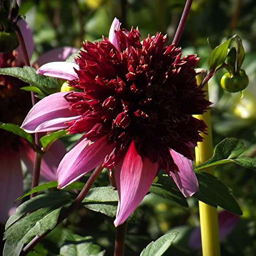 AUSVERKAUF : Dahlienknolle : Dahlia - Dahlien Anemonenblütige Dahlie  Bue Bayou  1 Knolle/Rhizom