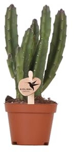 Kolibri Greens | Grünpflanze - Stapelia - grüne Zimmerpflanze - frisch vom Züchter - Ø6cm