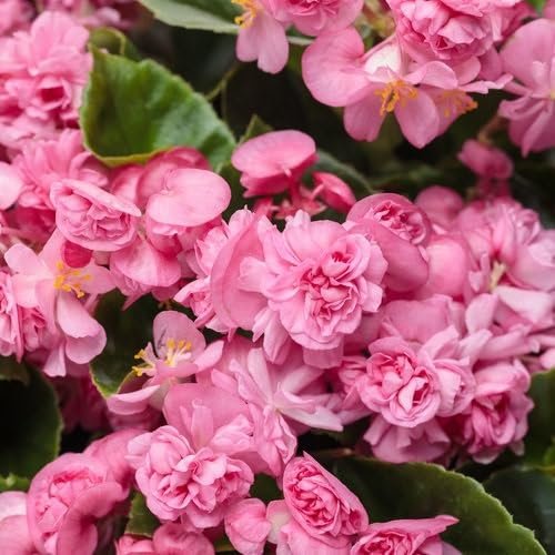 100 graines de fleurs de bégonia