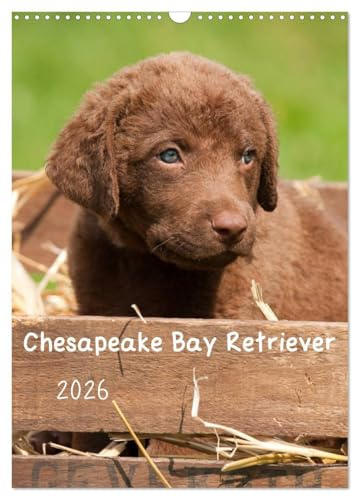 Chesapeake Bay Retriever 2026 (Wandkalender 2026 DIN A3 hoch), CALVENDO Monatskalender: In diesem Kalender wird eine der insgesamt 6 Retrieverrassen präsentiert. (CALVENDO Tiere)