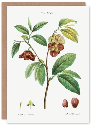 Artery8 Pierre-Joseph Redouté Art Card Papaw Tree Vintage Botanical Illustration