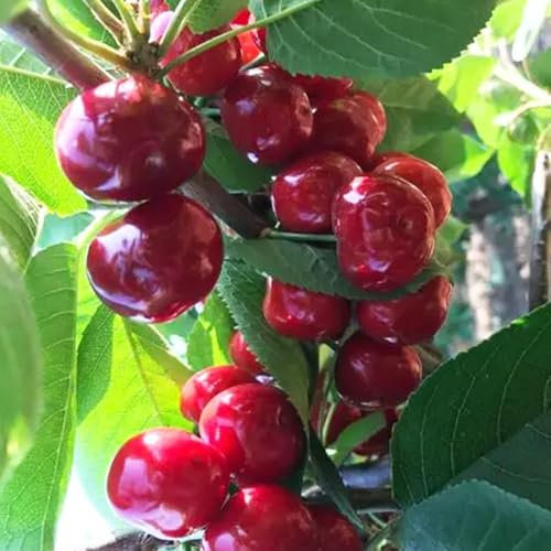 semi di ciliegio - piante resistenti in vaso giardino di piante da frutto ciliegio ornamentali colonnare in vaso - Serie rare - semi ciliegia colonnare frutta bonsai frutto resistente 20pcs